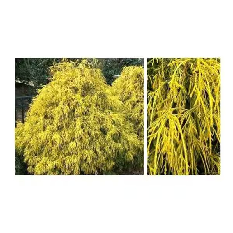 1 Gal. Kings Gold Threadbranch Cypress Shrub Brings Rich, Permanent Color to Any