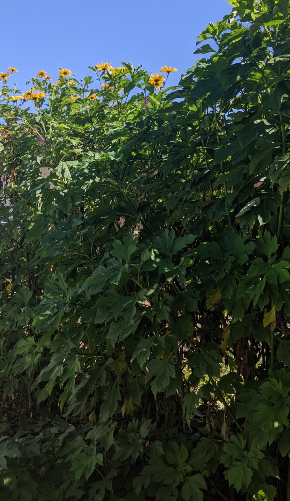 Tithonia Diversifolia – Mexican Sunflower – Live Organic Cuttings with Roots