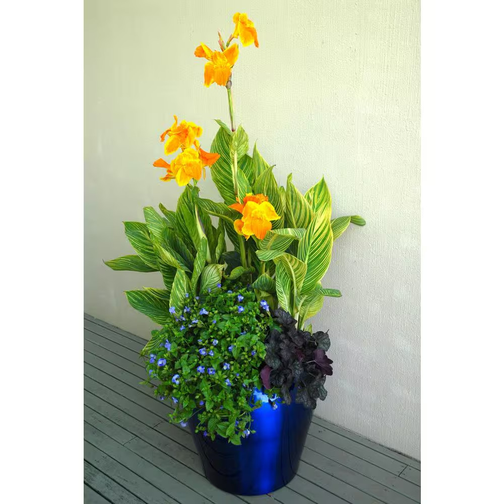 1.0 Gal. Perennial Canna Tropicanna Gold (2-Pack)