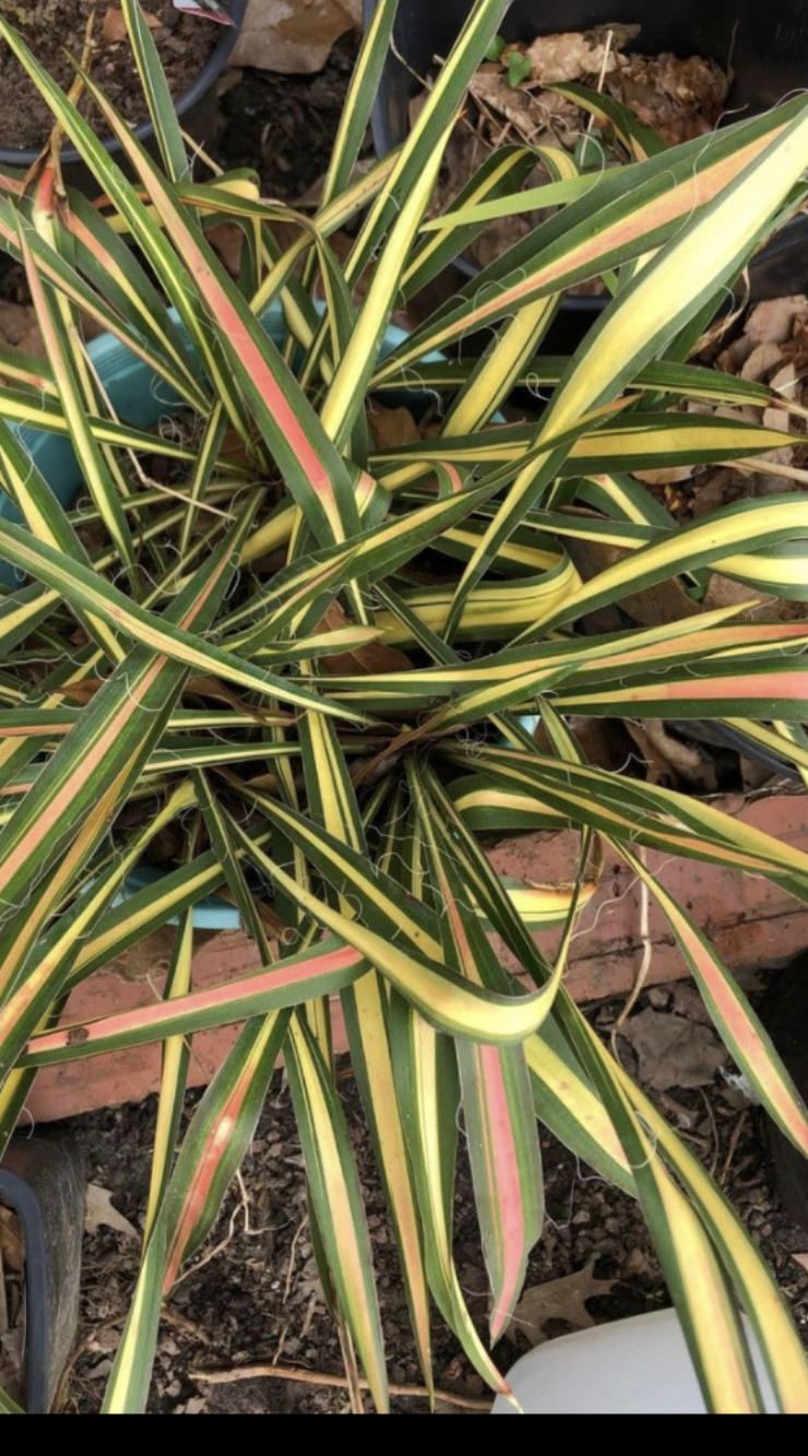 Variegated Yucca Yucca filamentosa Color Guard Bareroot – one small Plant