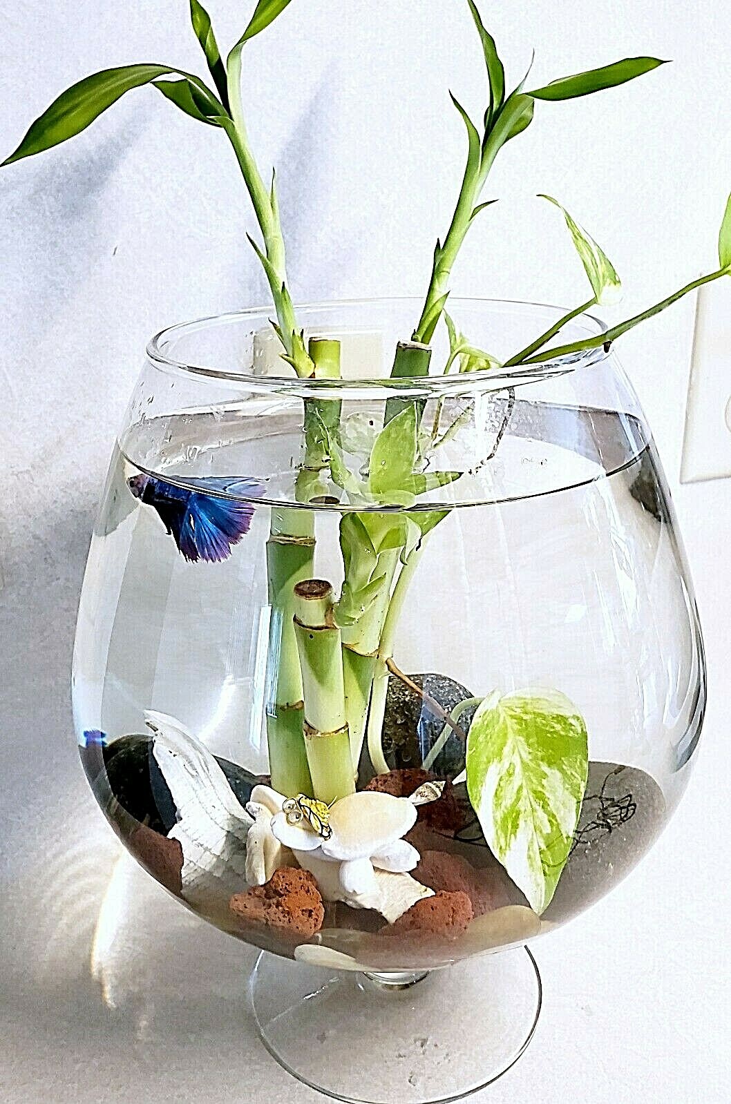 5 Lucky Bamboo 4″ Plants, Free Size Upgrade, Feng Shui, GIFT, Perennial, Indoor