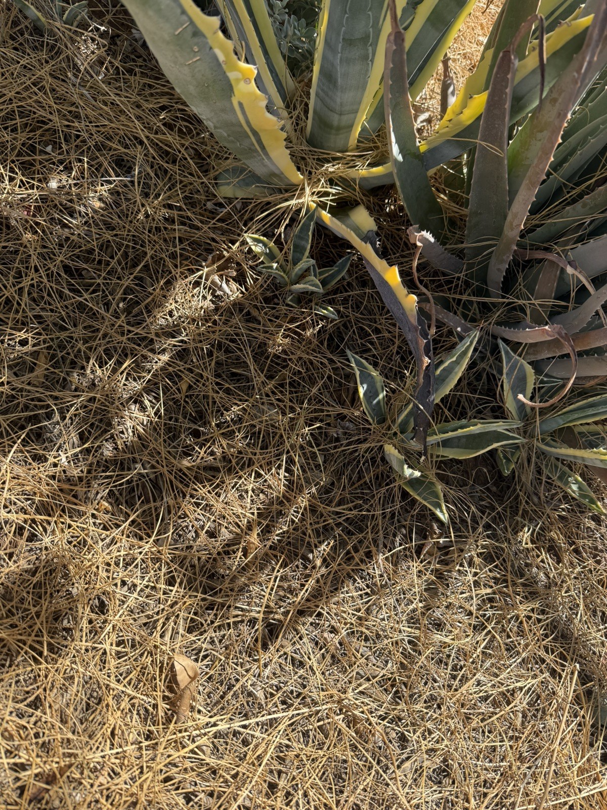 Agave Cornelius Starlight Pups (2) 3-6 inchs Succulents Americana Mojave Desert