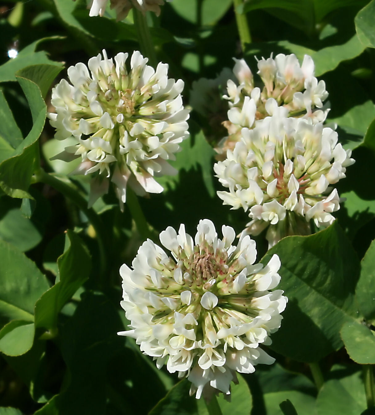 20 grams White Ladino Clover seed. Stabilize Nitrogen, Feed Bees! Pasture Forage