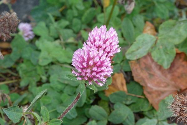 Trifolium pratense | Mammoth Red Clover | Red Clover | 100 Seeds