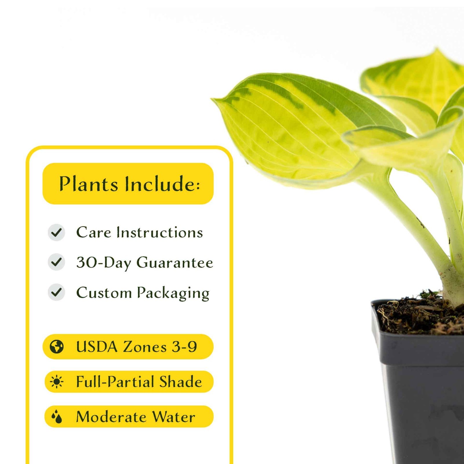 2 Rainforest Sunrise Hosta Plants in 3.5” Cubes, Variegated Yellow Shade Plant