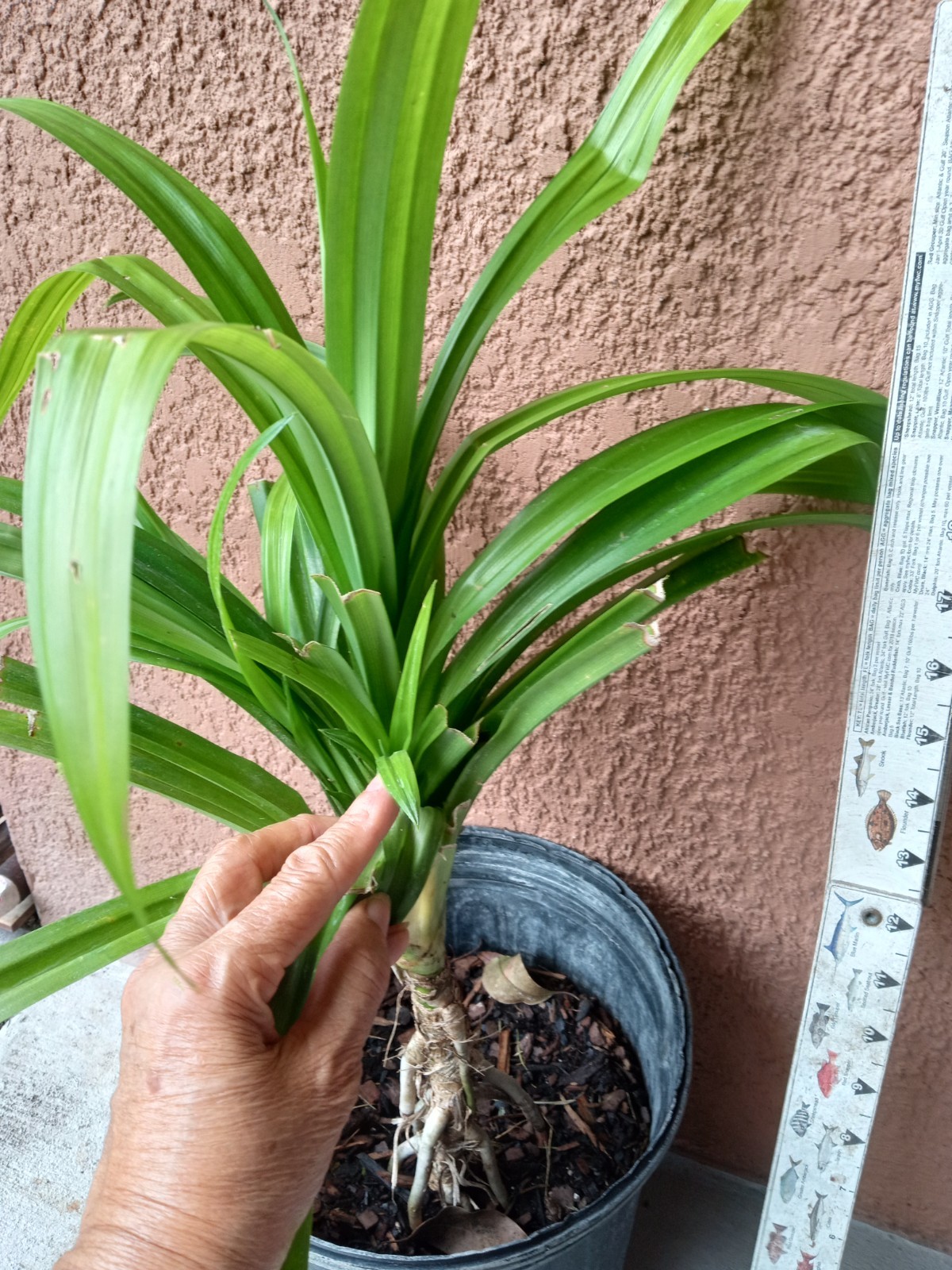 1 pot Pandan fragrant Leaves, Pandanus amaryllifolius rooted live Plant,lá Dứa