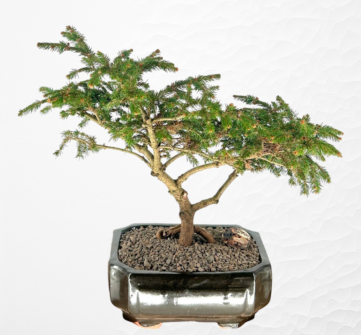 Dwarf Norway Spruce ‘Pusch’ Bonsai Tree 15″H Outdoor Evergreen Live Patio Plant