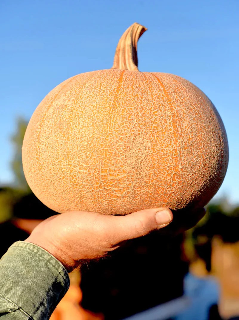 Winter Luxury Pie Pumpkin Seeds | Sweet Sugar Pumpkins Gourmet Farm Seed 2025