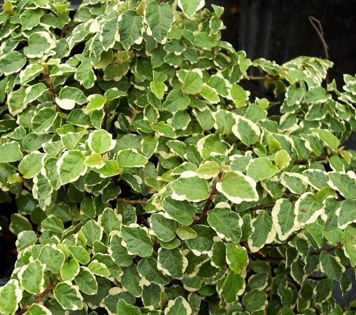 Creeping Fig Variegated | 2 Inch | Ficus pumila | Low Maintenance | Hardy