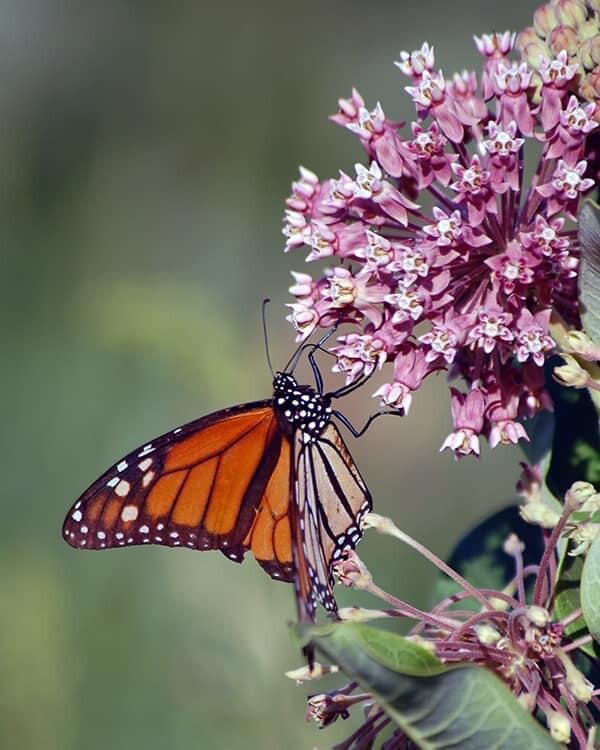 Common Milkweed 100+ seeds (Asclepias syriaca) Help Monarch Butterflies