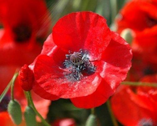 3000 Red Corn Poppy Seeds Papaver rhoeas Free Shipping