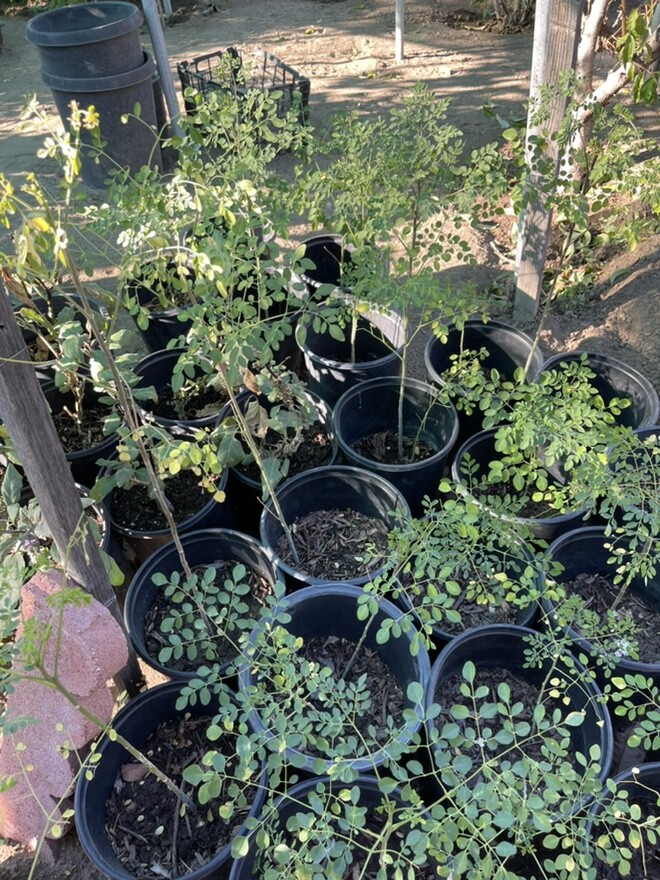 Morringa Oleifera “Malunggay” Healthy Plant in 5 Gallon Container Pick Up Only!