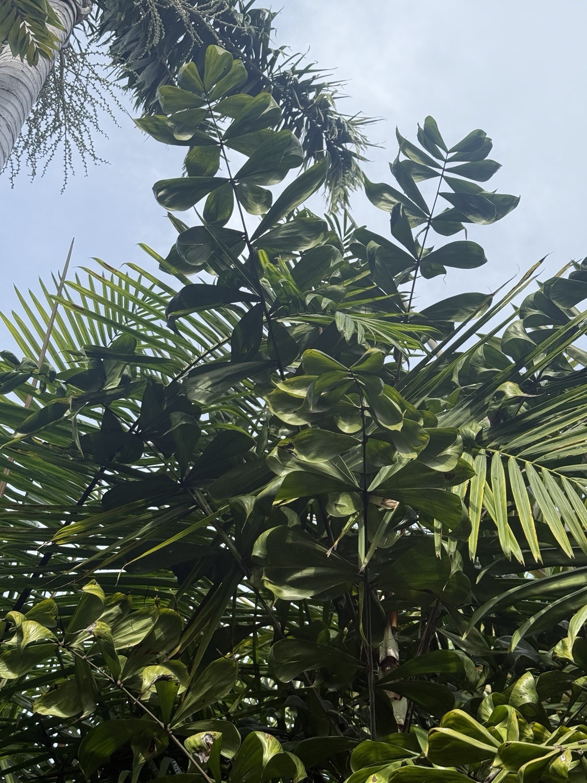 Dypsis nodifera SEED – 50 Count