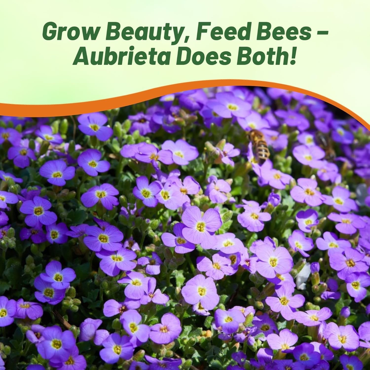 2000 Seeds Purple Cascading Aubrieta Ground Cover Plant Seeds – Rock Cress