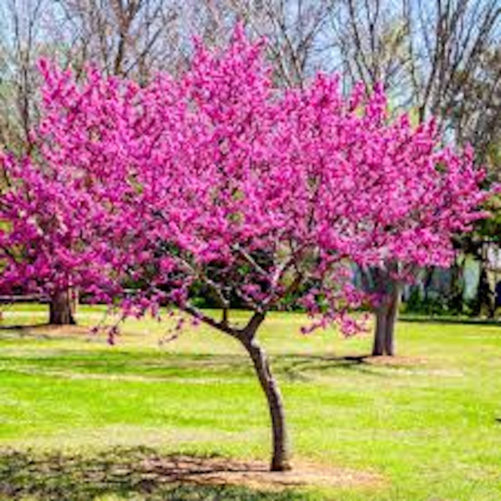 1 Eastern Redbud Tree 12-24″ Tall Cercis canadensis Bare Root