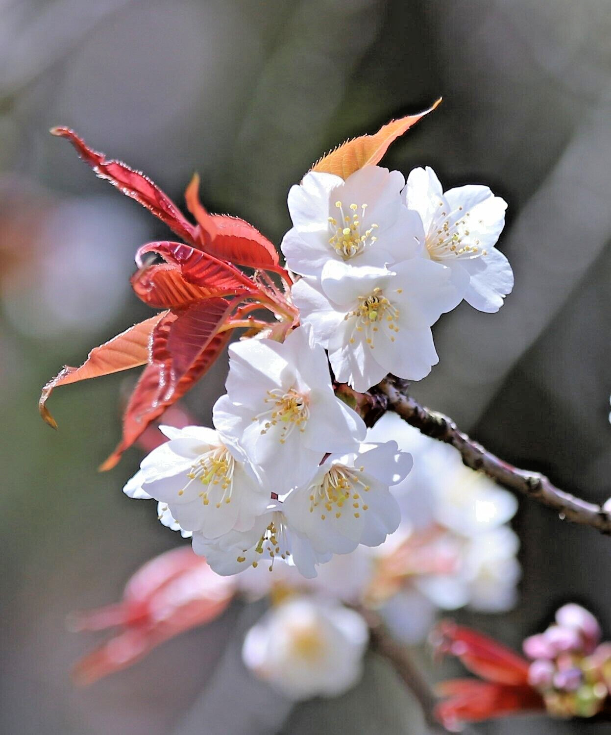 Japanese Cherry Tree | Premium Seeds | Prunus serrulata Spontanea Fall | Plants’