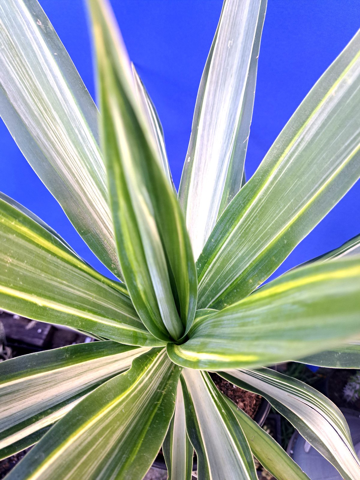 Yucca Hybrid ‘Moonlight’ Variegated Bright Colors Plant 20×25