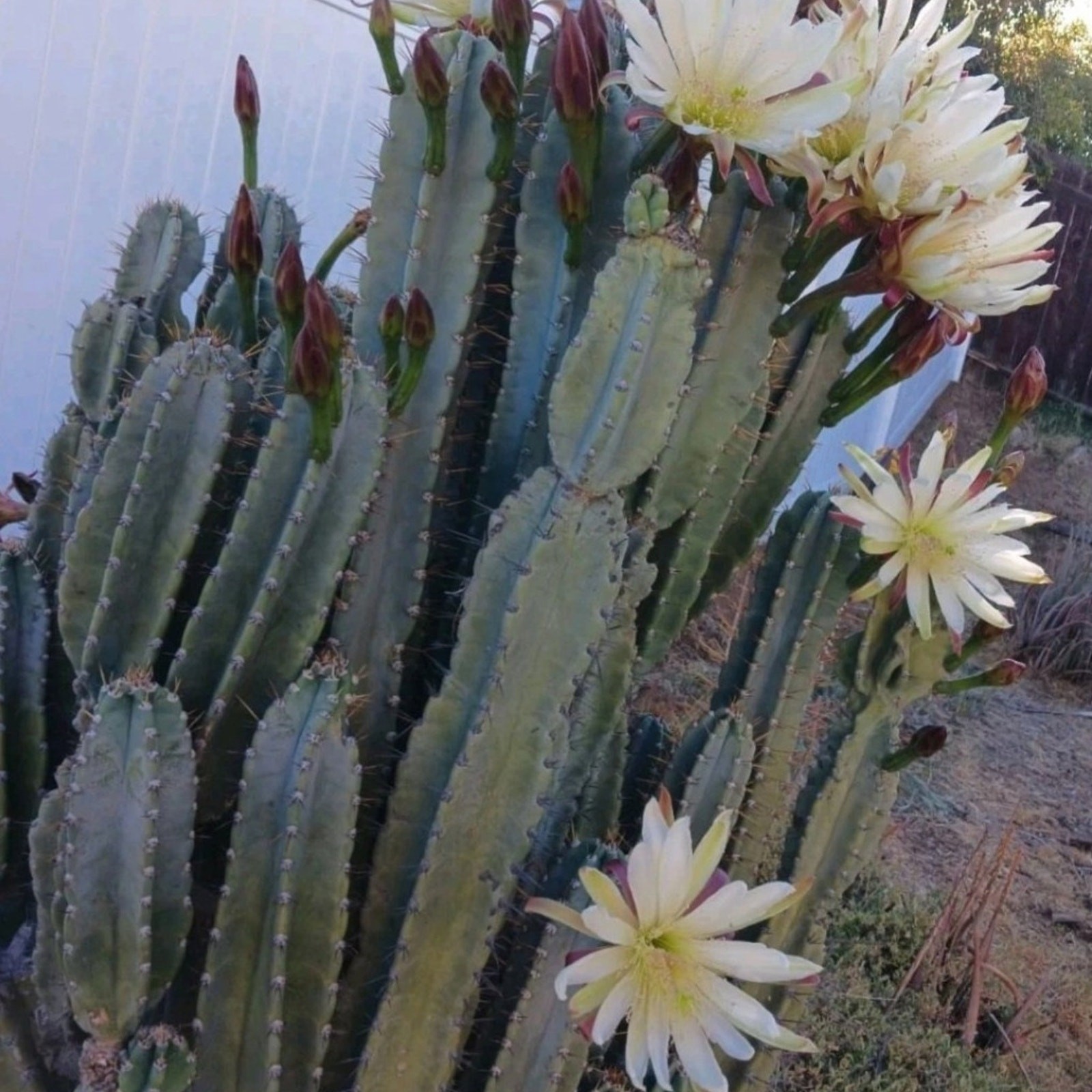 25 inch Peruvian apple cactus cutting, fresh cut , top cut cereus peruvianus