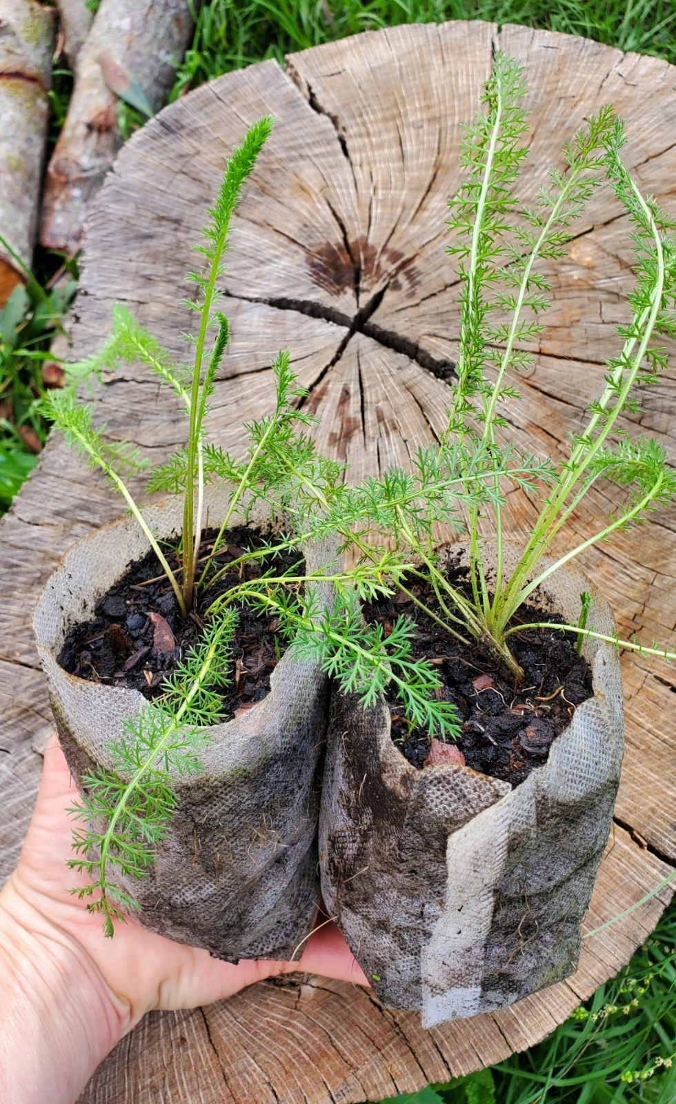 2x Yarrow Plants | Beyond Organic Well-Rooted Achillea millefolium