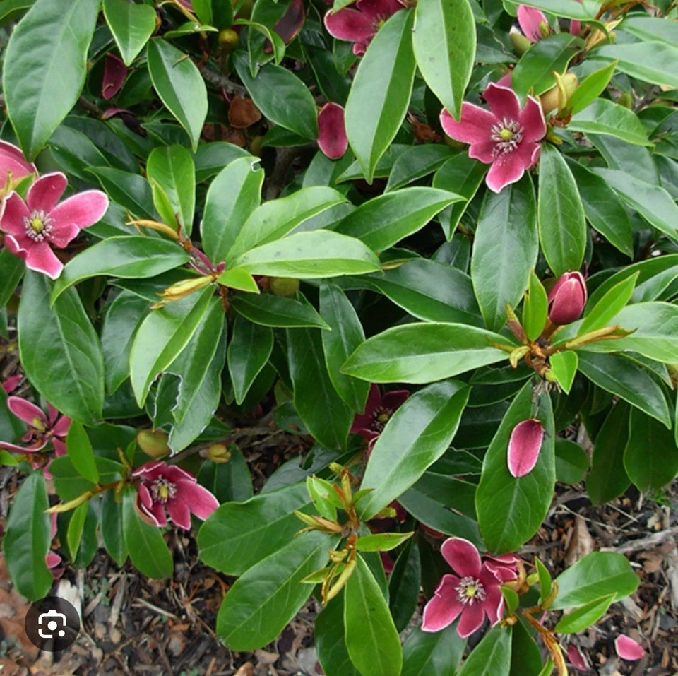 Stellar Ruby~Magnolia Hybrid Tree~SMALL STARTER PLANT-Ruby Banana Scented Blooms