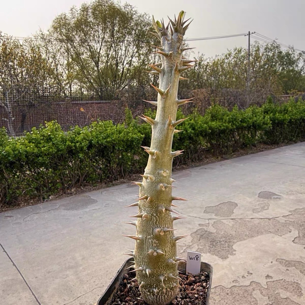 Pachypodium densiflorum Rare Caudex Succulent Exact Plant