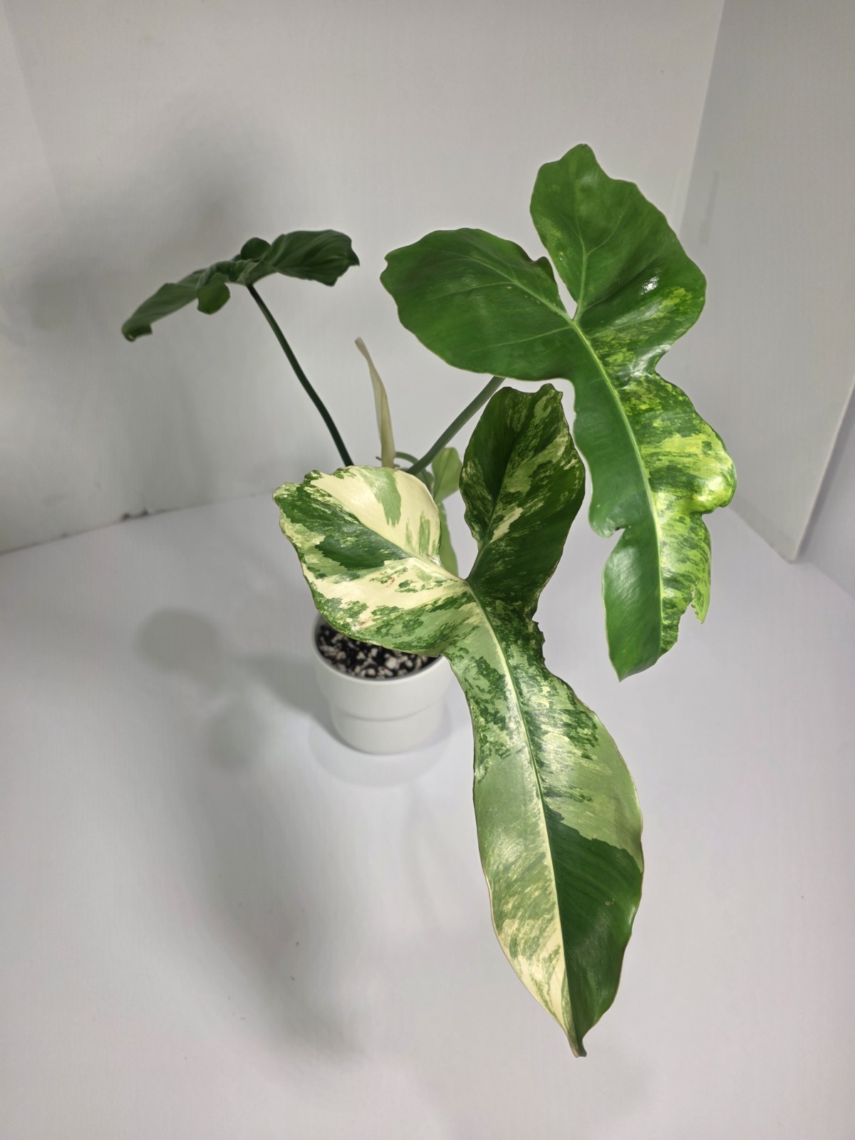 Philodendron Jennifer (Florida Beauty x Billietiae) – 4 inch pot, 4 leaf