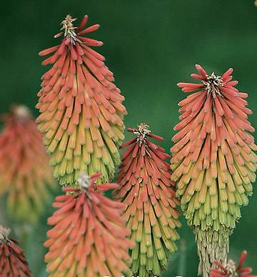Kniphofia hirsuta Fire Dance 250 seeds