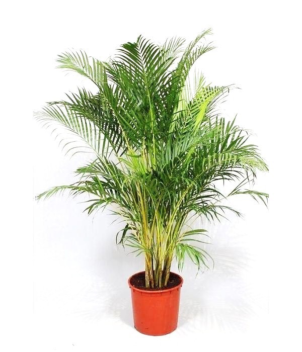 Dypsis Lutescens, ARECA palm golden cane palms ornamental plant seed 50 seeds