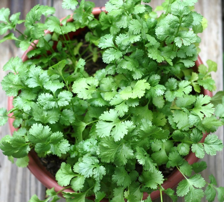 CORIANDER herb (Coriandrum sativum) recao cilantro latin cuisine spice 100 seeds