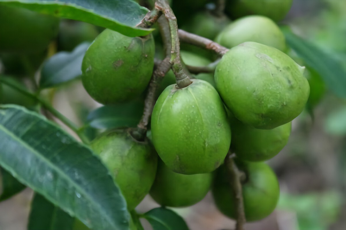 Fresh Dwarf June Plum – The Actual Fruit (3 LBS)