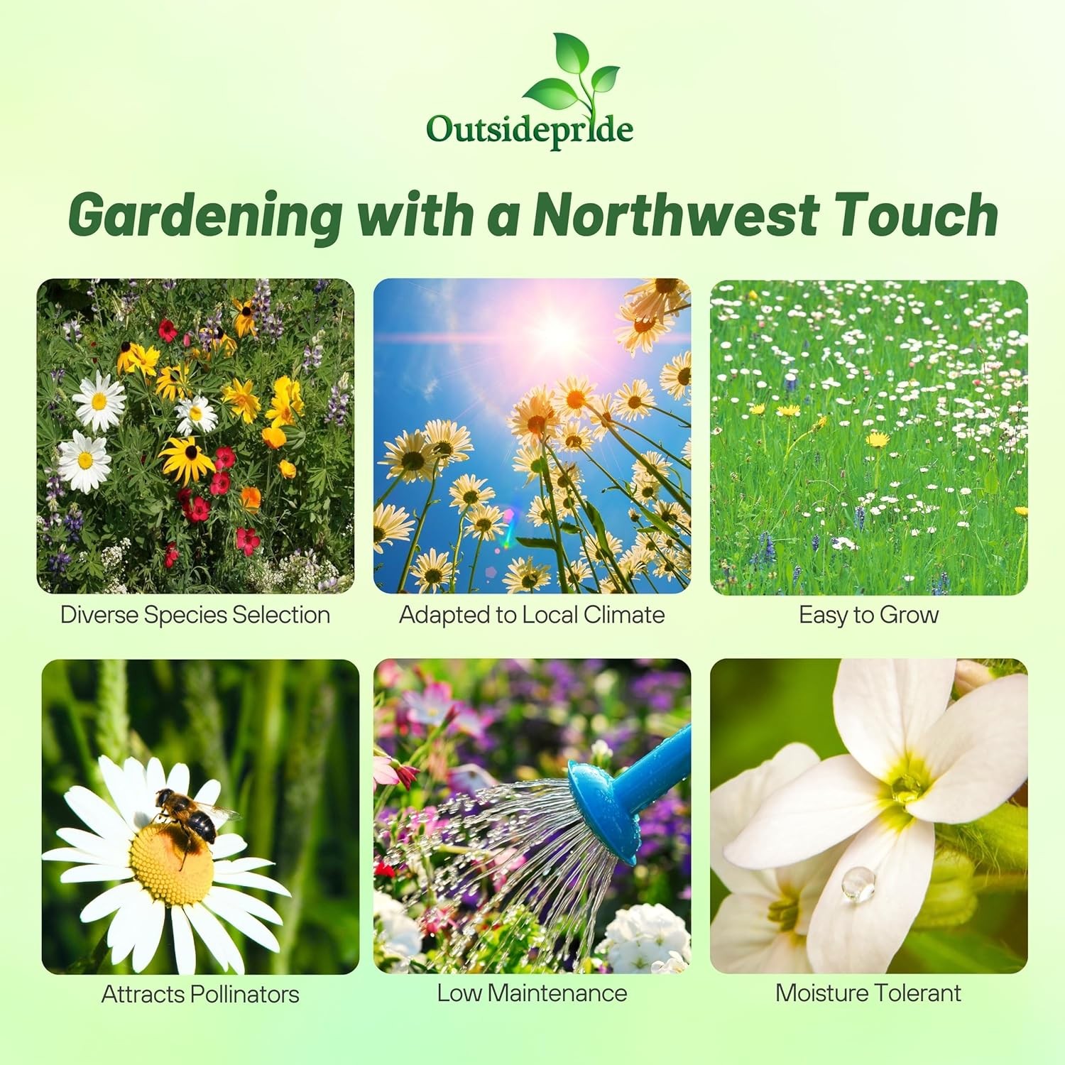 5 LBS Pacific Northwest wildflower seed mix from Outsidepride.