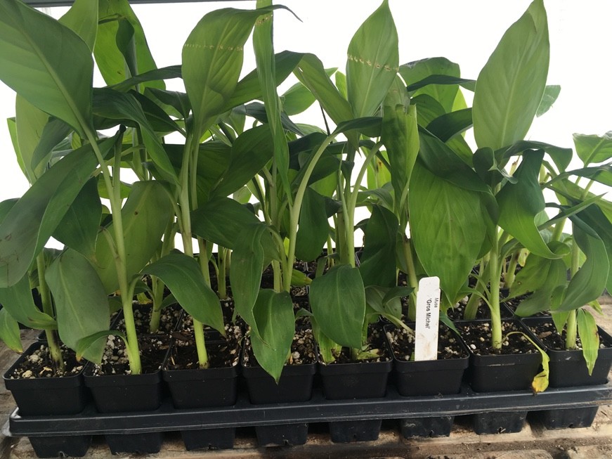 1 Gros Michel Banana Plant Starter Plug