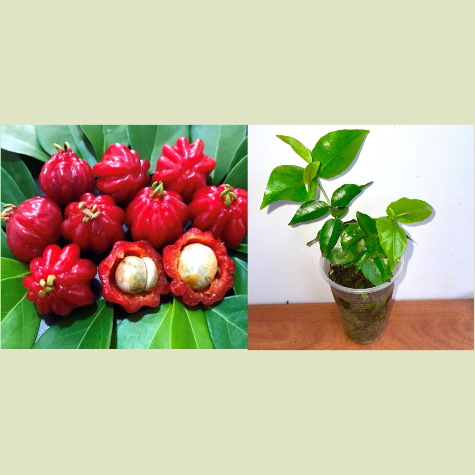 Surinam Cherry Red Eugenia Uniflora Pitanga 4-7″ nangapirí Myrtaceae