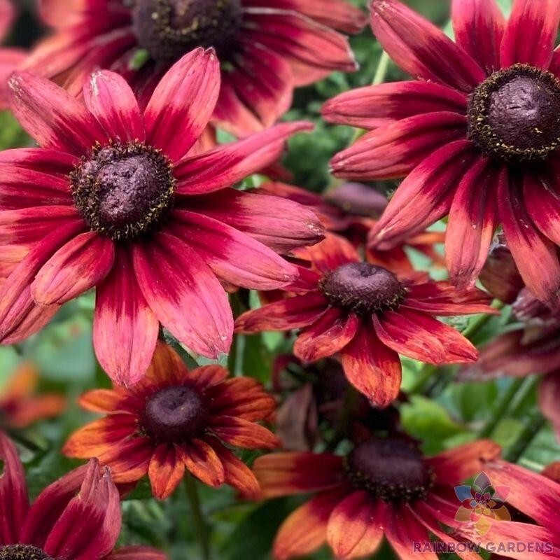 200+ Cherry Brandy Rudbeckia Seeds for Garden Planting – USA – FREE SHIPPING!