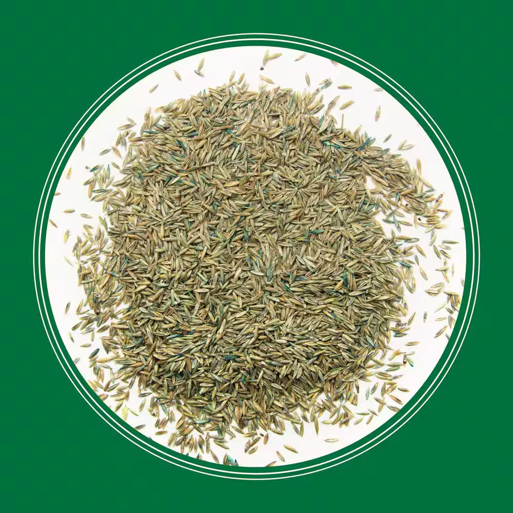Smart Seed Professional Tri-Fescue Tall Fescue 50 Lbs. 5,000 Sq. Ft. Grass Seed