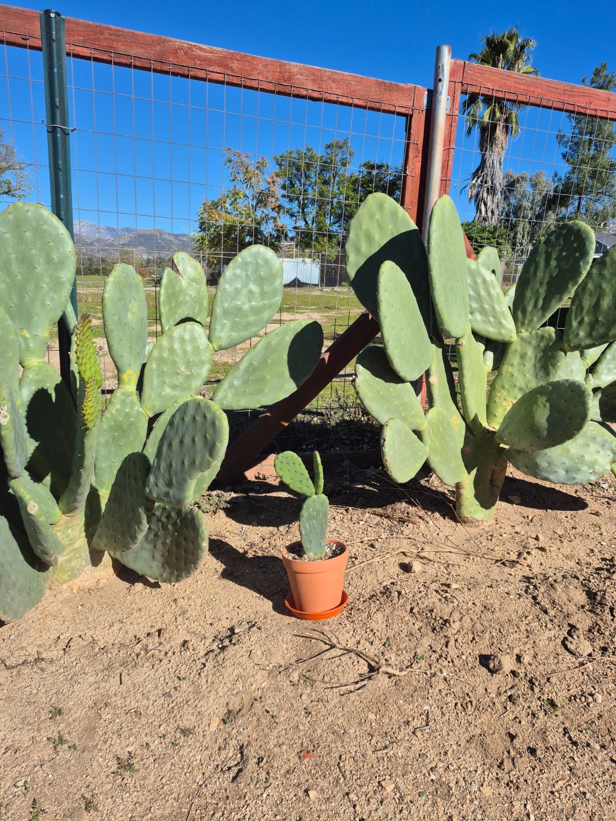 Rooted Prickly Pear Cactus Pad (8–12″) – Live Opuntia Plant