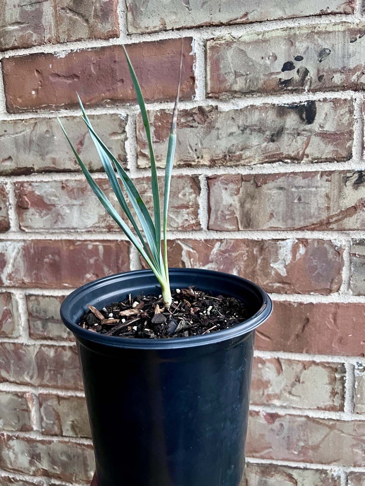 BLUE BIG BEND YUCCA ROSTRATA HARDY SUCCULENT LIVE PLANT 1 Gallon Container