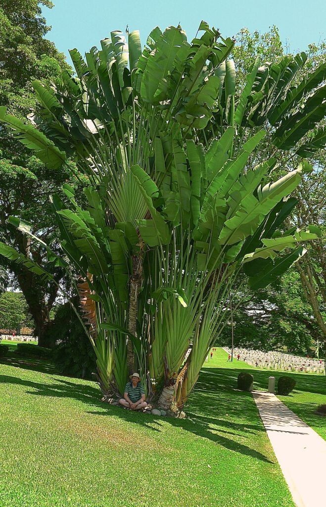 GIANT WHITE~Bird of Paradise~Strelitzia Nicholai~ROOTED PLANT~10-12 Inches Tall