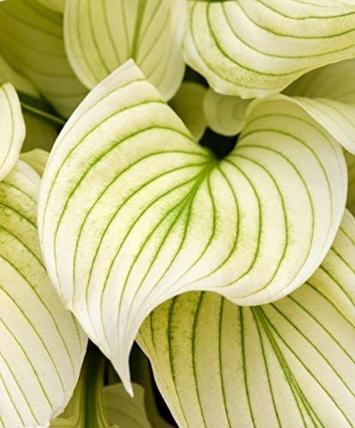White Feather Hosta Root – Unique Perennial that Blooms in Spring/Summer