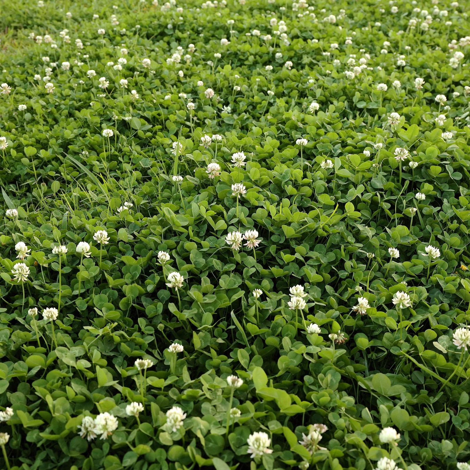 Perennial White Dutch Clover Seed – 2 lbs. Nitrocoated, Inoculated Clover See…