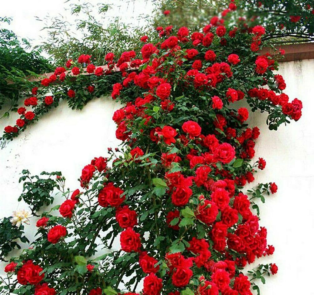 Seeds Of Strength 100 Red Climbing Rose Seeds Ornamental Rosa Bush Vine Climber