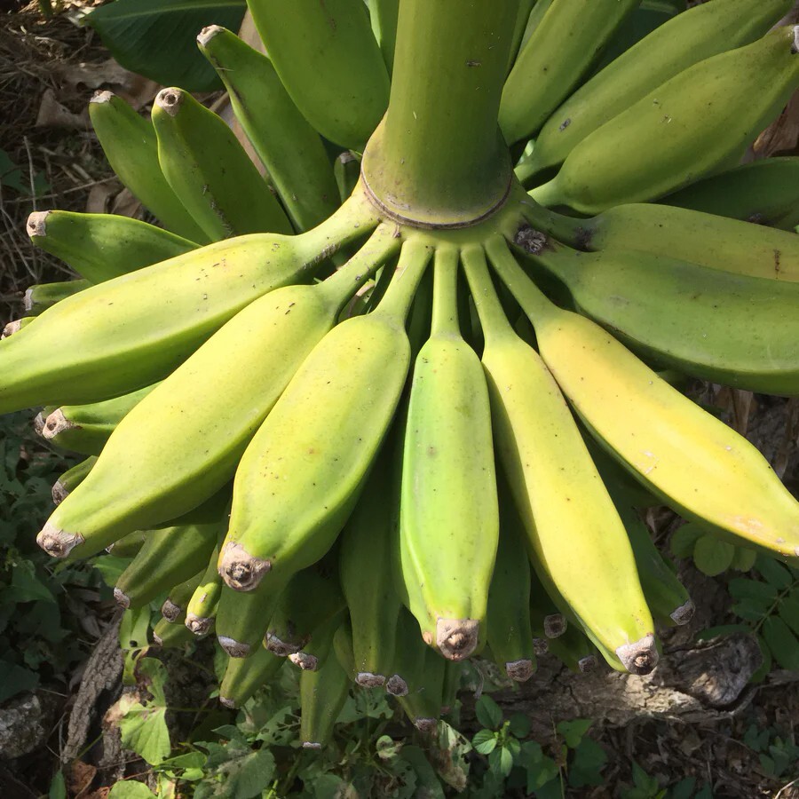 Burro Banana Plant – Live Plant