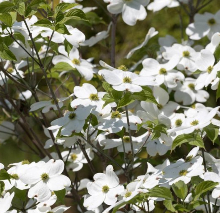 2 Live White Dogwood Tree – Cornus florida – 6–8” Tall – Deciduous Tree