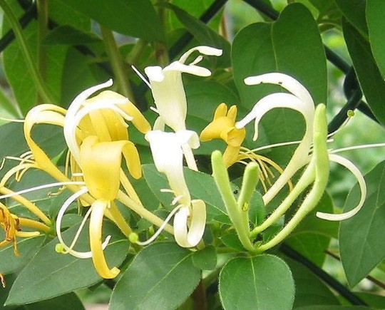 10 LIVE PLANTS WITH ROOTS HALL’S HONEYSUCKLE VINES