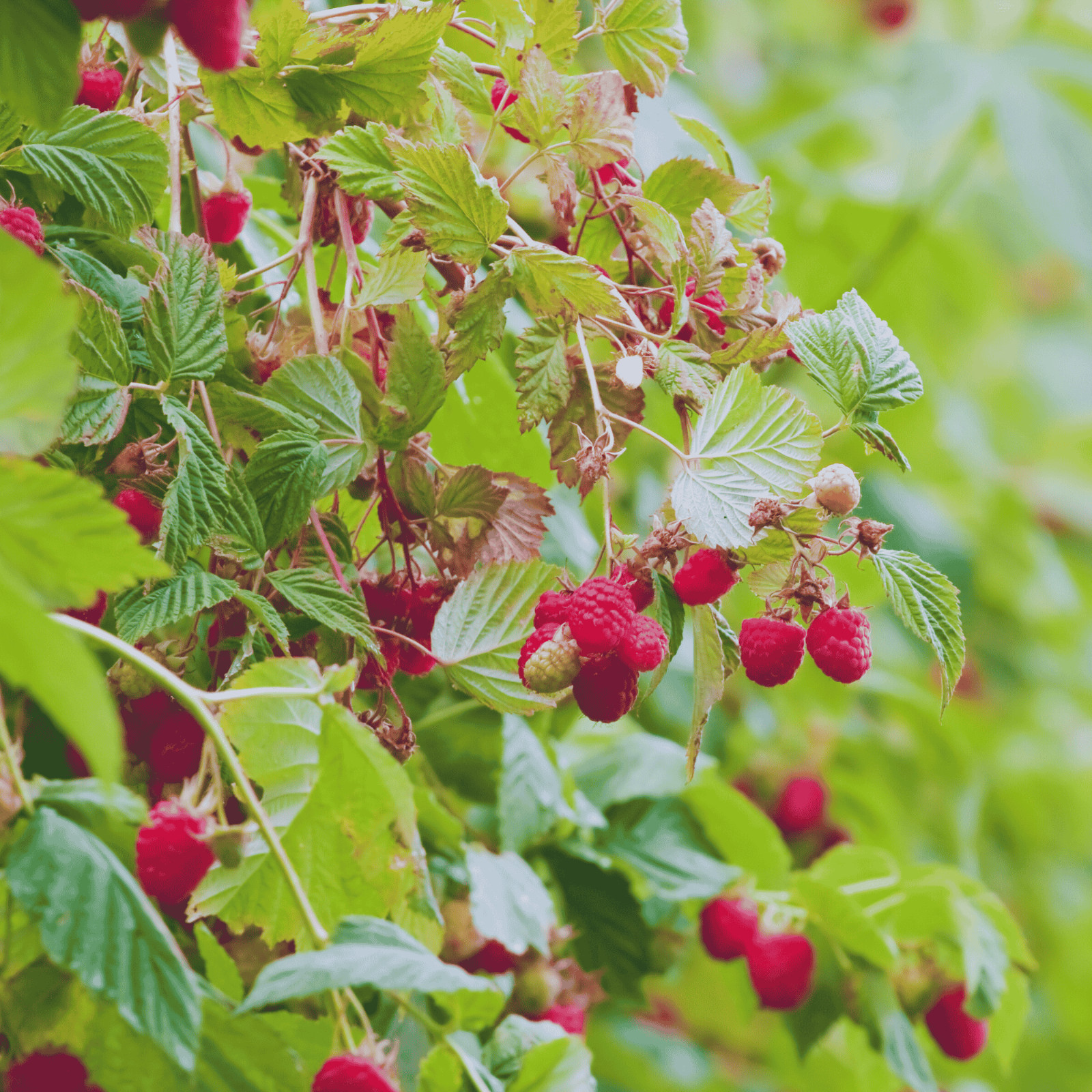 Hand Picked Nursery Joan J Raspberry Canes – Bare Root Canes, 1-Year-Old