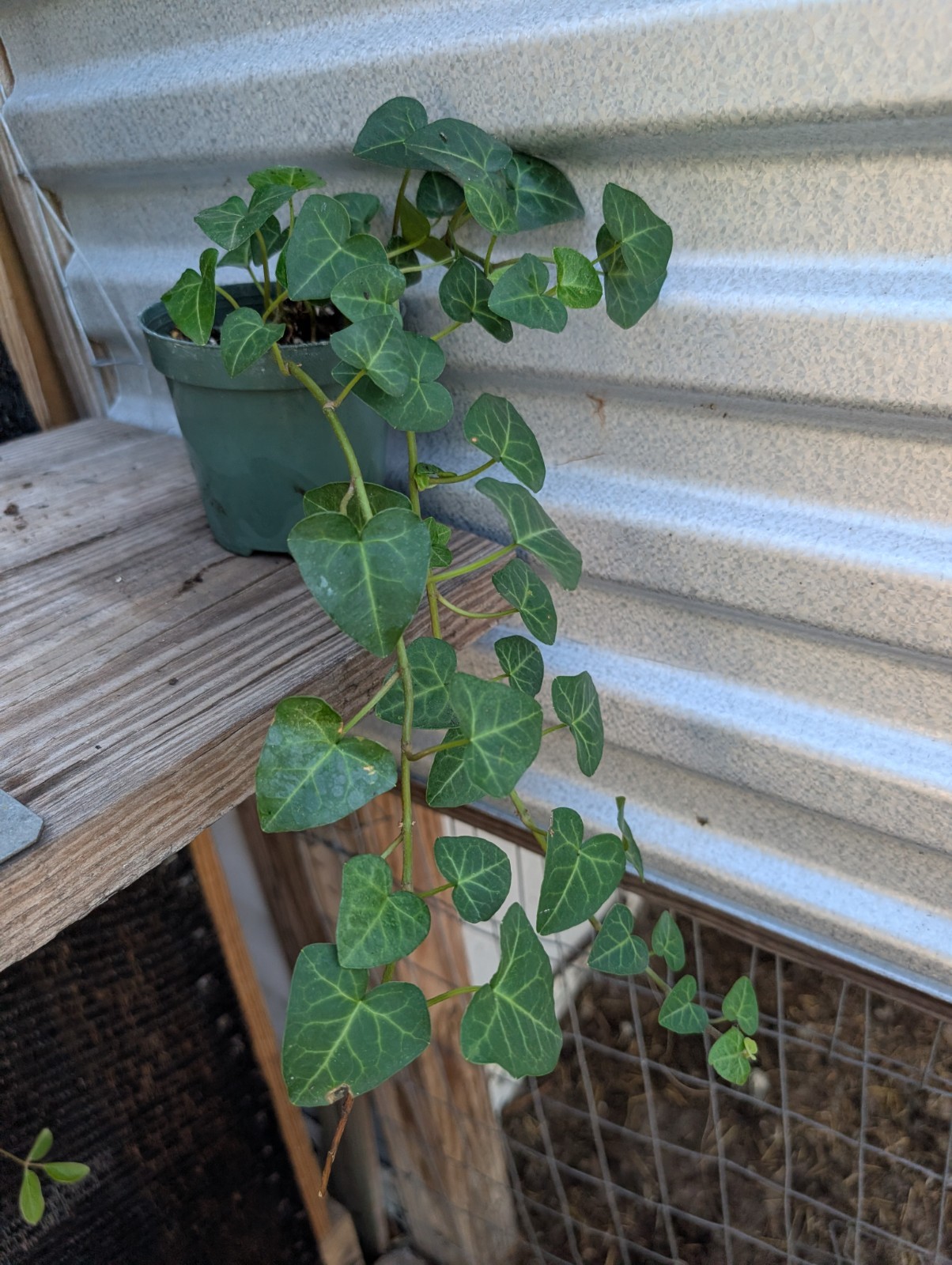 ‘My Heart’ Ivy Heart Shaped Leaves Hedera helix 4″ Pot Vine Easy Care Houseplant
