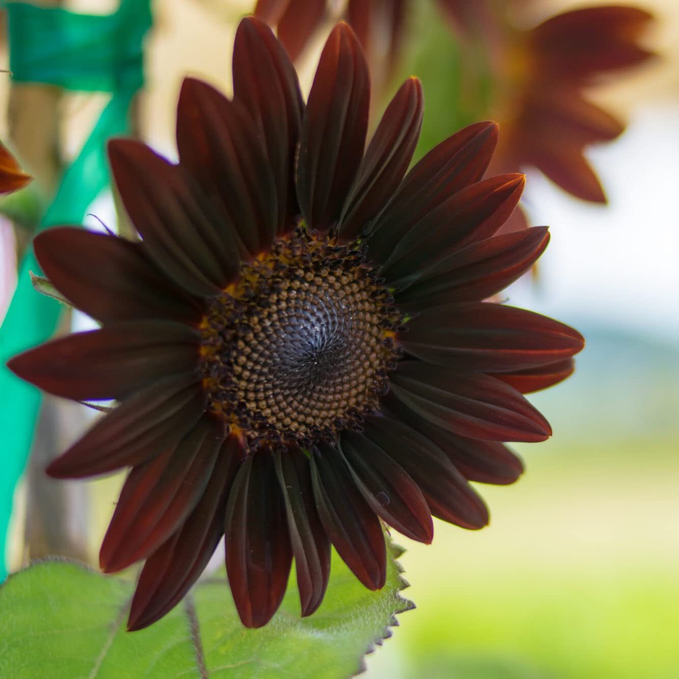 50 Cherry Chocolate Sunflower Seeds to Plant | Heirloom & Non-GMO | Sunflower Se