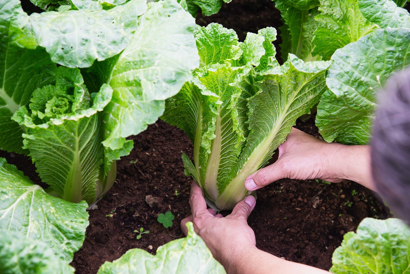 500 MICHIHILI CABBAGE Chinese Chard / Bok Choy / Pak Choi / Celery Mustard Seeds