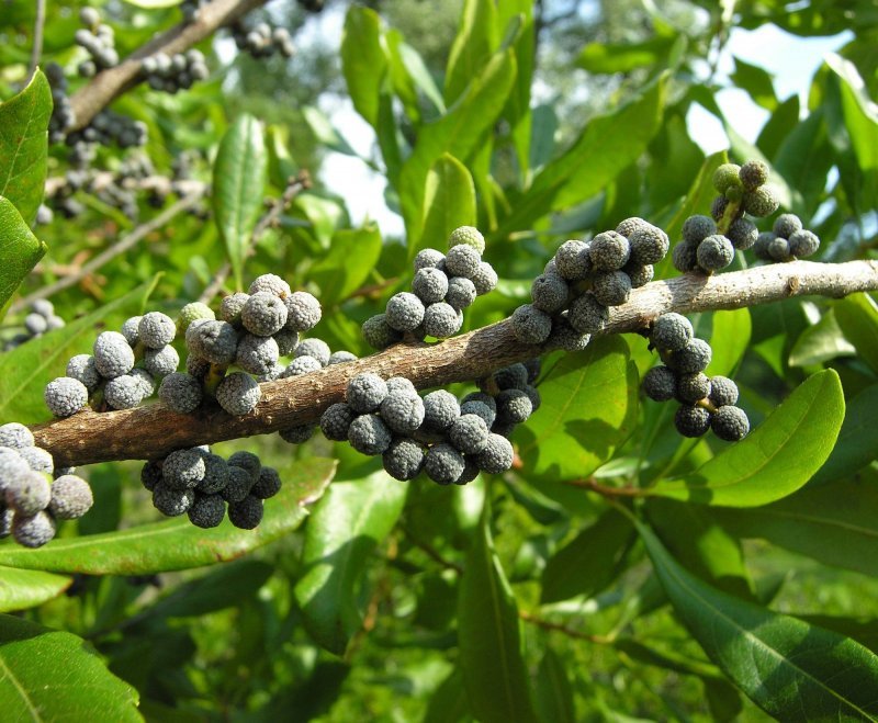 WAX MYRTLE SOUTHERN Myrica Cerifera – 25+ SEEDS
