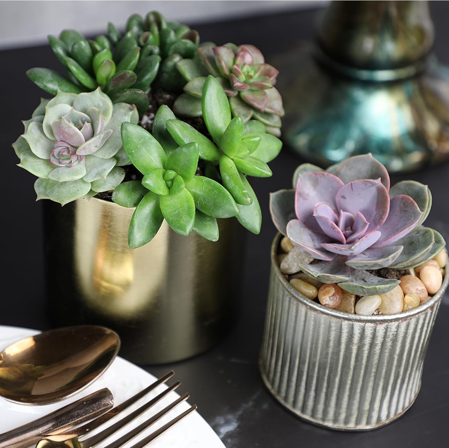 50-Pack Succulent Plant Tray – Gift for Plant Lovers